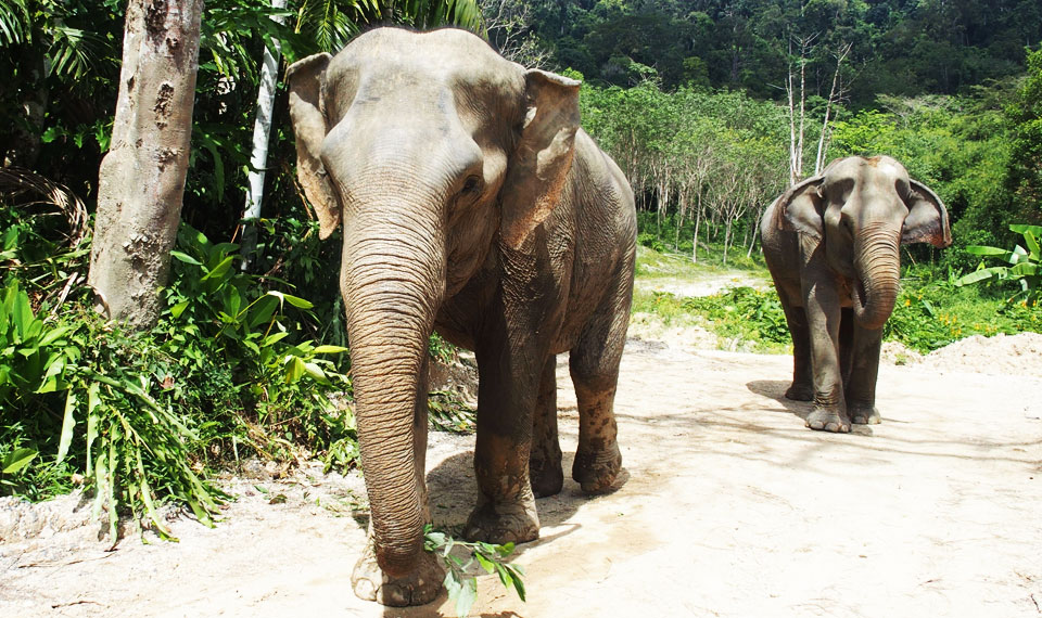 green elephant sanctuary phuket half day trip