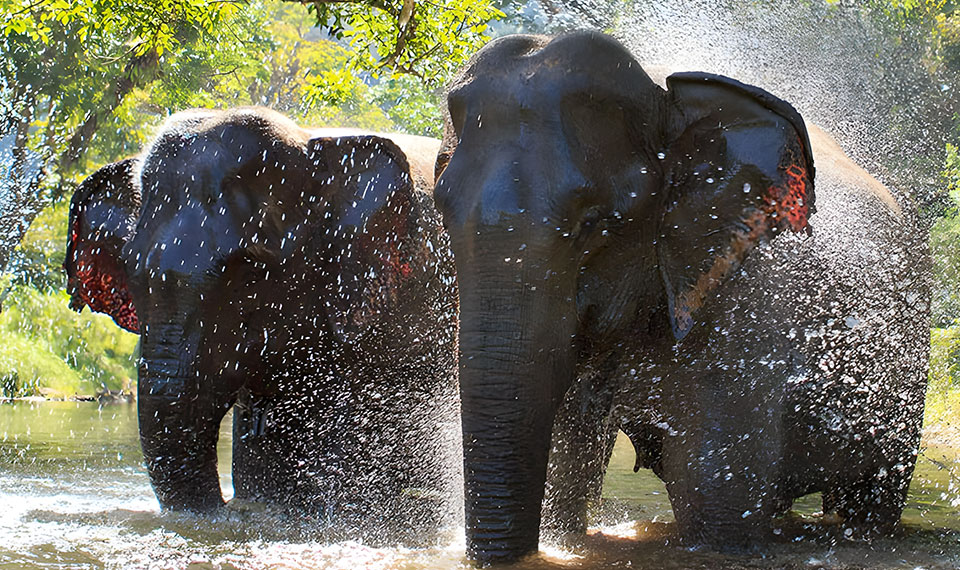 green elephant sanctuary park tour phuket