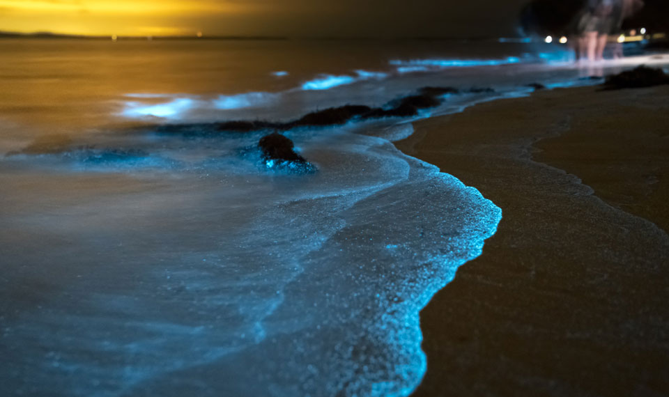 bioluminescent plankton tour phuket