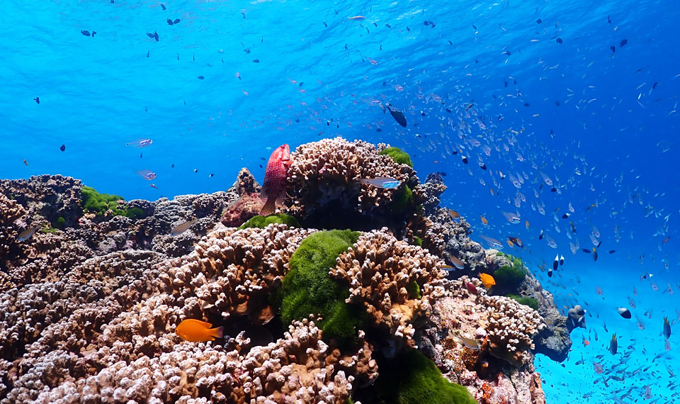 snorkeling-similan-islands-phuket-tours snorkeling at the similand islands with phuket tours