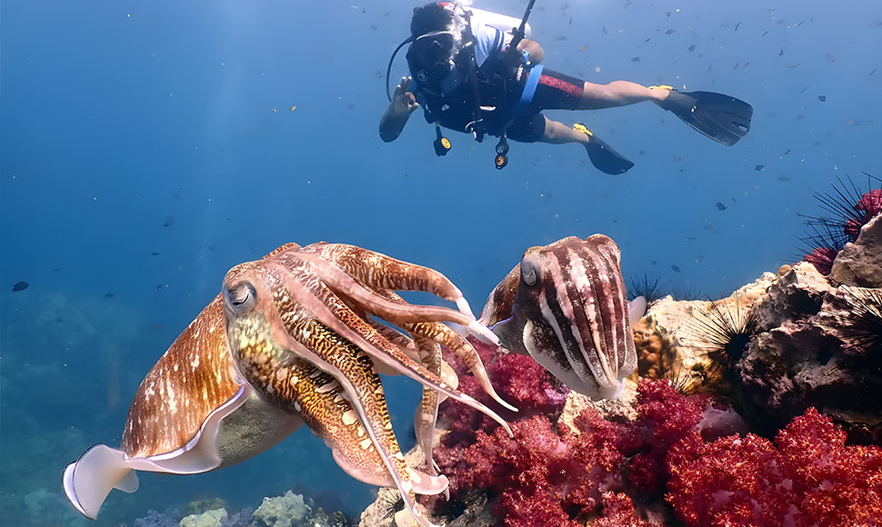 diving racha island coral island from phuket