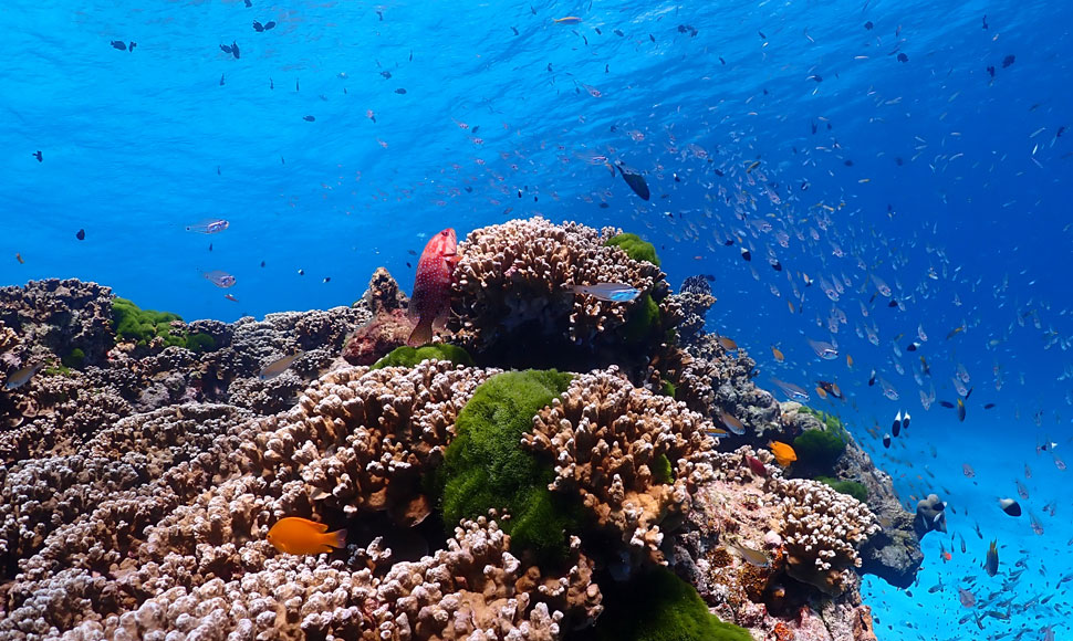 marine-life-snorkeling-similan-island-tour-from-phuket marine life snorkeling similan island tour from phuket