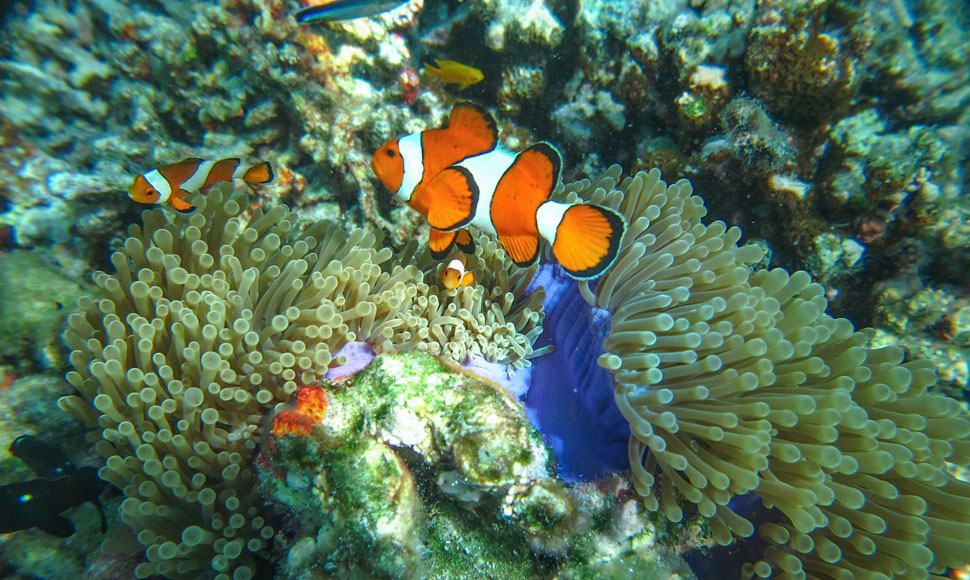 phi phi snorkeling tour from phuket