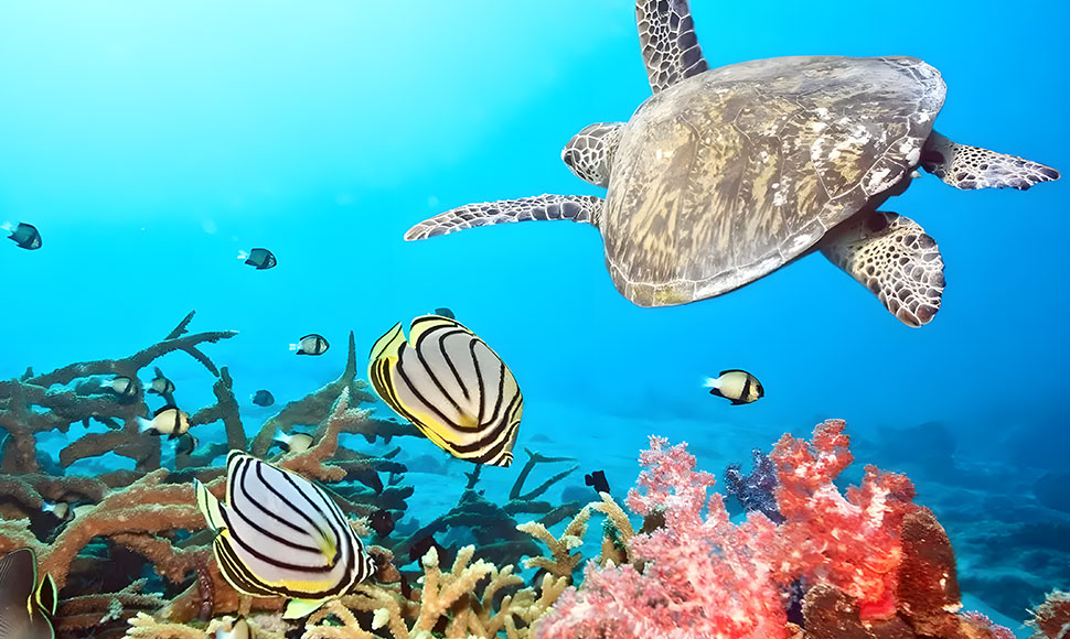 phuket scuba diving tour